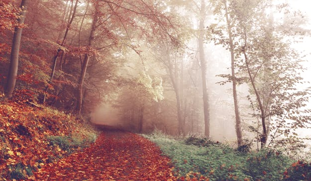 Fog and mist on the autumn path. Fog and mist on the autumn path.