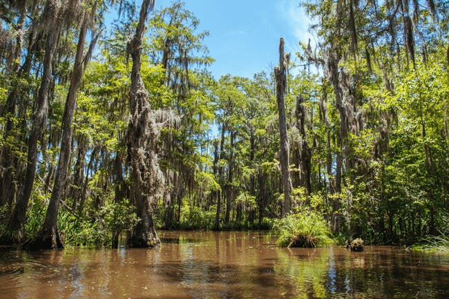 Cypress Lake in Louisiana Cypress Lake in Louisiana