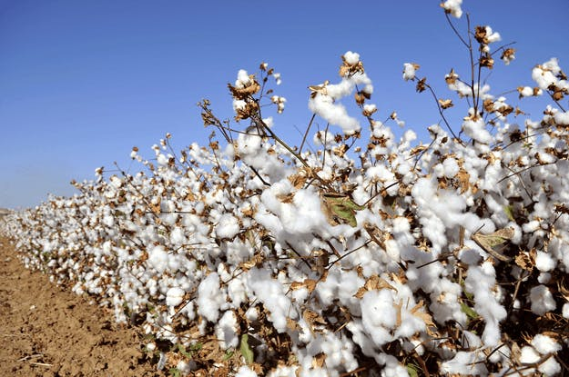 A field of cotton in Alabama. A field of cotton in Alabama.