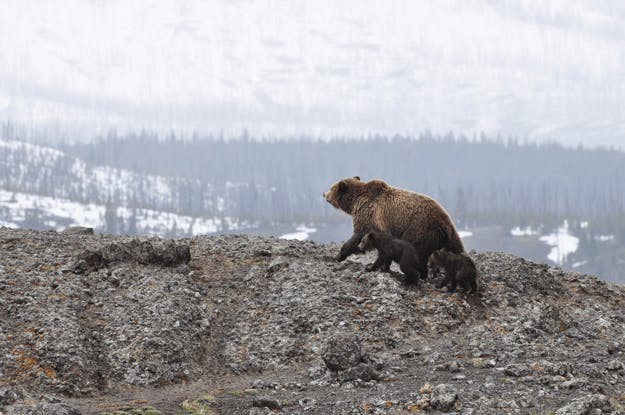 A bear with her cubs in Alaska mountain. A bear with her cubs in Alaska mountain.